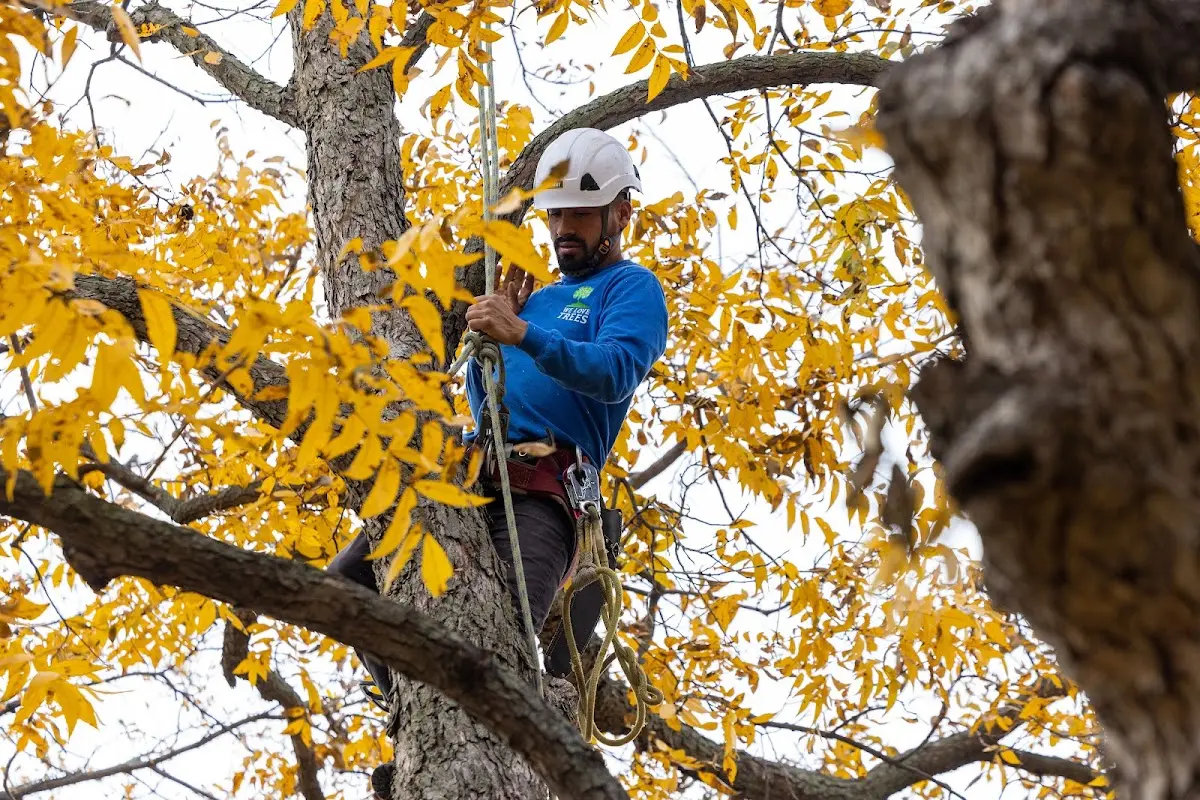 Skilled Storm Damage Cleanup crew working in Hillsboro